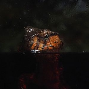 Vietnamese crocodile lizard (Shinisaurus crocodilurus vietnamensis), 2024-04-14