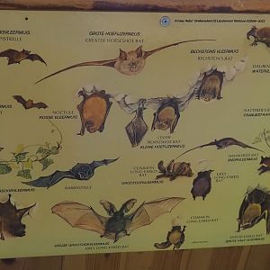 Native bat species sign, 2024-04-14