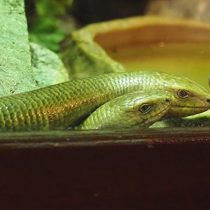 Sheltopusiks (Pseudopus apodus), 2024-04-14