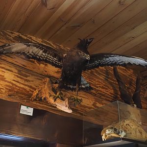 Long-crested eagle (Lophaetus occipitalis) taxidermy specimen and Leopard tortoise (Stigmochelys pardalis) skeleton, 2024-04-14