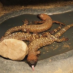 Mexican beaded lizards (Heloderma horridum horridum), 2024-04-14