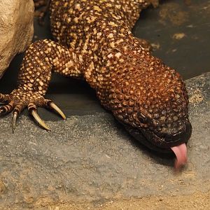 Mexican beaded lizard (Heloderma horridum horridum), 2024-04-14