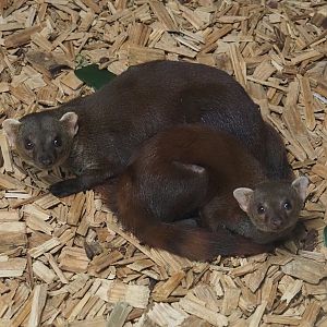 Eastern Ring-tailed vontsiras (Galidia elegans elegans), 2024-04-14