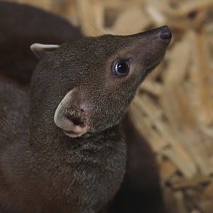 Eastern Ring-tailed vontsira (Galidia elegans elegans), 2024-04-14
