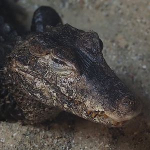 Cuvier's dwarf caiman (Paleosuchus palpebrosus), 2024-04-14