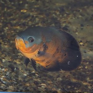 Tiger oscar (Astronotus ocellatus), 2024-04-14