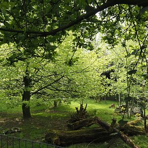 Kirk's dik-dik and Demoiselle crane paddock, 2024-04-14