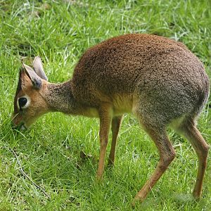 Kirk's dik-dik (Madoqua kirkii), 2024-04-14