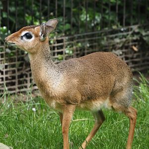 Kirk's dik-dik (Madoqua kirkii), 2024-04-14