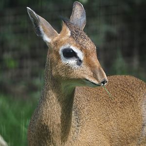 Kirk's dik-dik (Madoqua kirkii), 2024-04-14