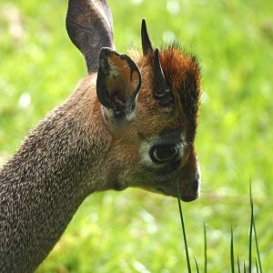Scent-marking Kirk's dik-dik (Madoqua kirkii), 2024-04-14