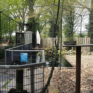 Humboldt penguin and Inca tern aviary, 2024-04-14