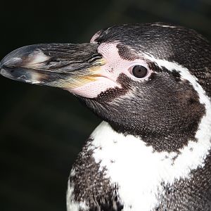 Humboldt penguin (Spheniscus humboldti), 2024-04-14