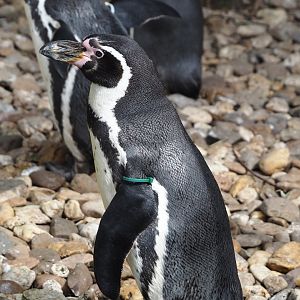 Humboldt penguin (Spheniscus humboldti), 2024-04-14