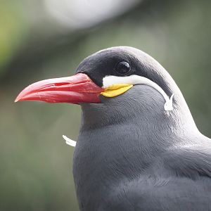Inca tern (Larosterna inca), 2024-04-14
