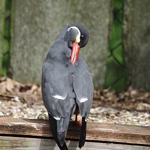 Inca tern (Larosterna inca), 2024-04-14