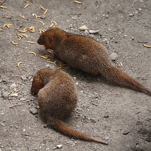Dwarf mongooses (Helogale parvula), 2024-04-14
