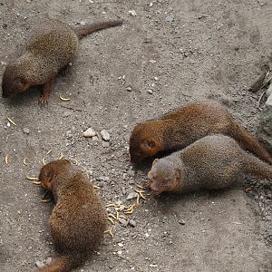 Dwarf mongooses (Helogale parvula), 2024-04-14