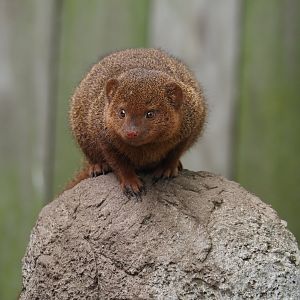 Dwarf mongoose (Helogale parvula), 2024-04-14