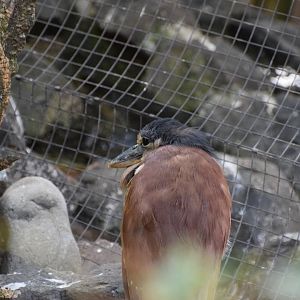 Southern boat-billed heron