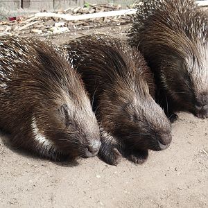 Indian crested porcupines (Hystrix indica), 2024-04-14