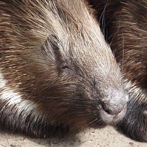 Indian crested porcupine (Hystrix indica), 2024-04-14