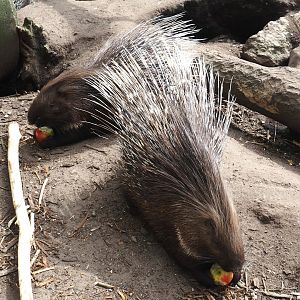 Indian crested porcupines (Hystrix indica), 2024-04-14