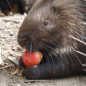 Indian crested porcupine (Hystrix indica), 2024-04-14
