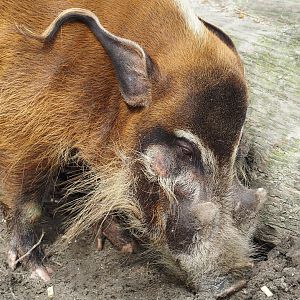 Red river hog (Potamochoerus porcus), 2024-04-14