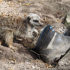 Meerkats (Suricata suricatta) with old shoe enrichment, 2024-04-14