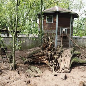 Banded mongoose exhibit, 2024-04-14