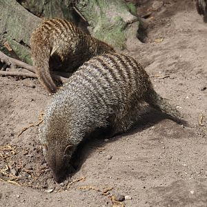 Banded mongoose (Mungos mungo), 2024-04-14