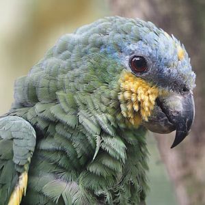 Orange-winged amazon (Amazona amazonica), 2024-04-14