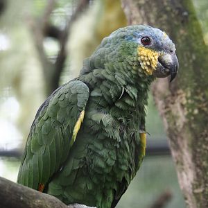 Orange-winged amazon (Amazona amazonica), 2024-04-14