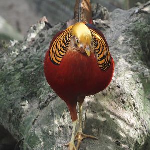 Golden pheasant (Chrysolophus pictus), 2024-04-14