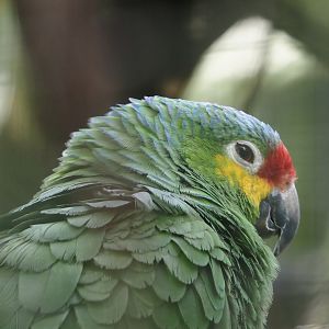 Red-lored amazon (Amazona autumnalis autumnalis), 2024-04-14