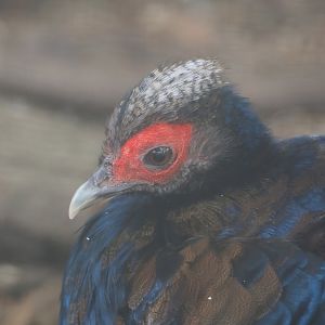 Edwards's pheasant (Lophura edwardsi), 2024-04-14