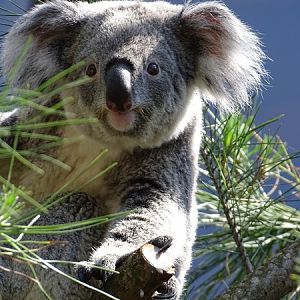 Koala outside on a warm summer day