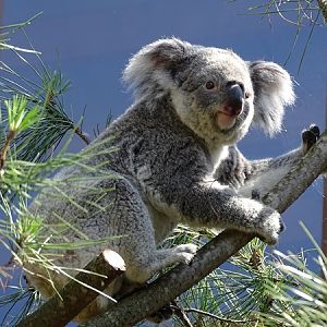 Koala outside on a warm summer day
