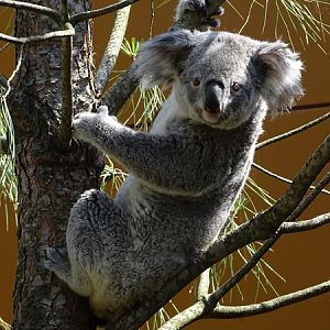 Koala outside on a warm summer day