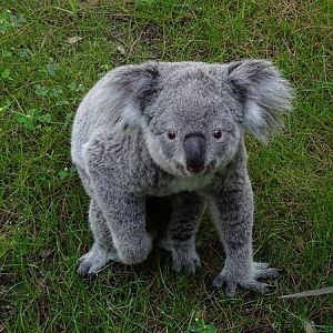 Koala outside on a warm summer day