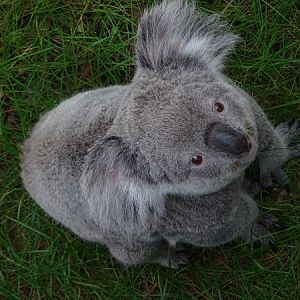 Koala outside on a warm summer day