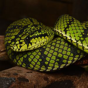 Sumatran pitviper (Trimeresurus sumatranus)