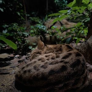 Leopard Cat