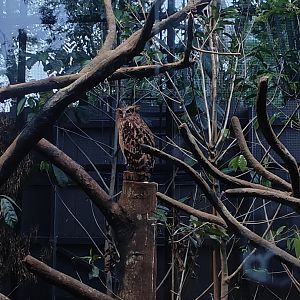Malayan Fish Owl