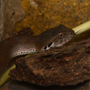 Smooth-scaled death adder (Acanthophis laevis)