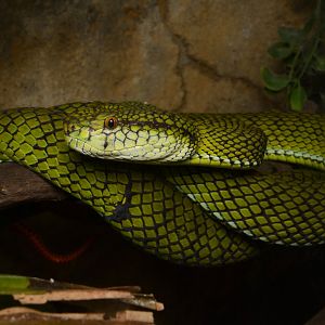 Siberut pitviper (Trimeresurus whitteni)