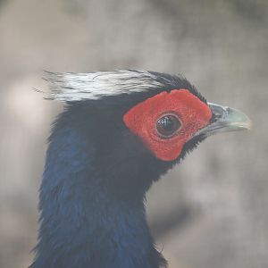Edwards's pheasant (Lophura edwardsi), 2024-04-14