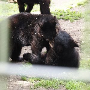 Play-fighting young American black bears (Ursus americanus), 2024-04-14