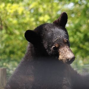 Young American black bear (Ursus americanus), 2024-04-14
